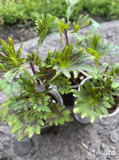 Колеусы вегетативные