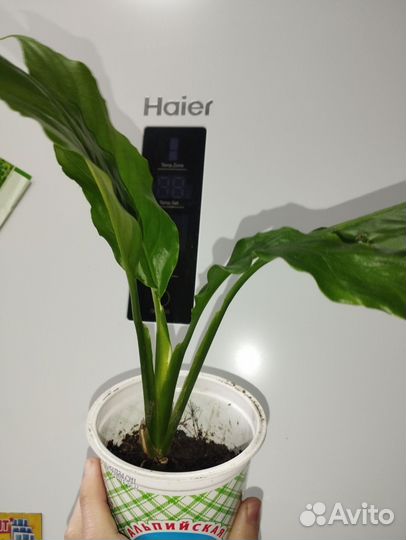 Земляника рассада Сингониум отдам,женское счастье