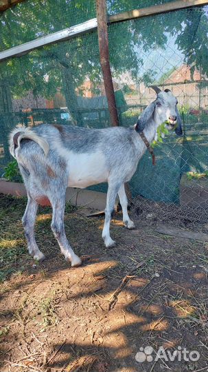 Дойные нубийские козы