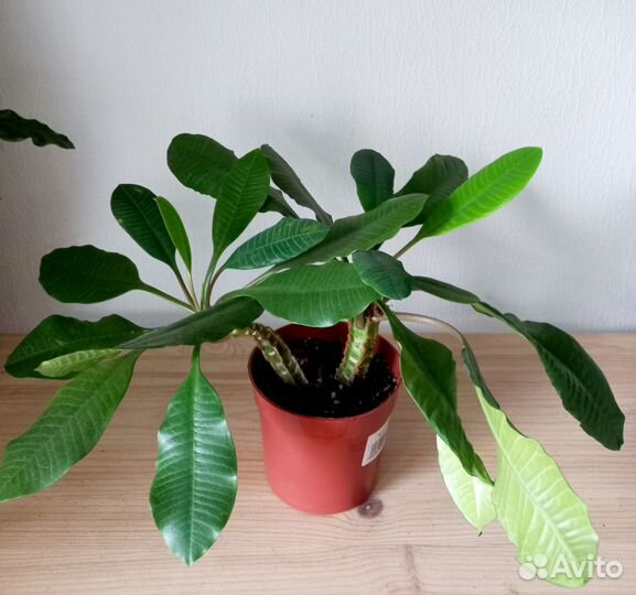 Молочай эуфорбия