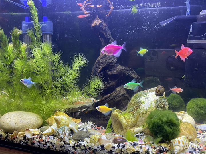 Аквариум