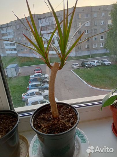 Комнатные цветы драцена