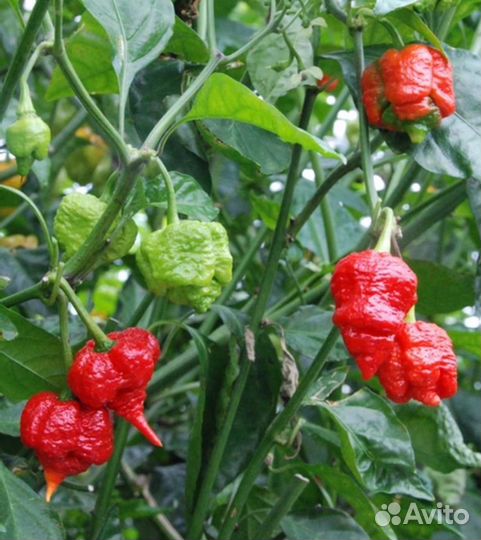 Семена острого перца.Carolina Reaper-5 семян