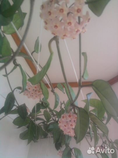 Хойя, цветок домашний