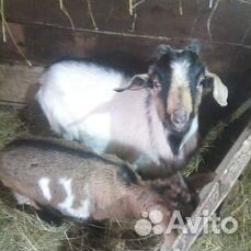 Продам немного коз