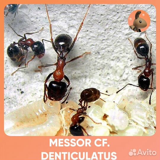 Messor denticulatus / Мессор дентикулатус