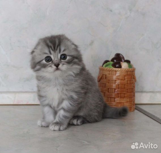 Шотландская красотка