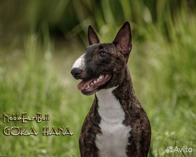 Стандартный Бультерьер
