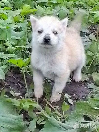 Щенки от Хаски