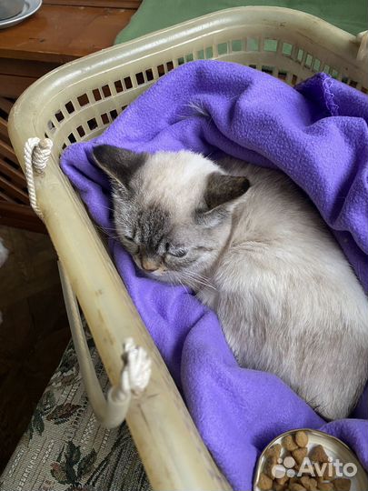 Кошечка в добрые руки