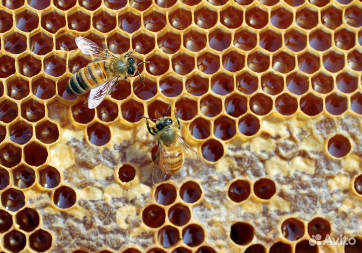 2024 Мёд натуральный с Алтая опт