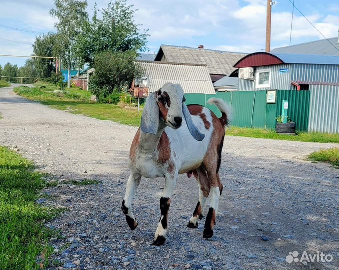 Козел нубийский