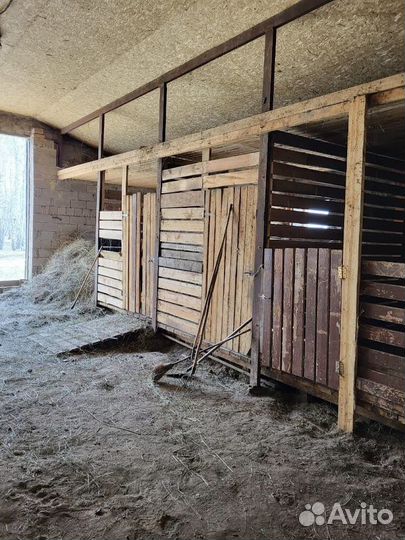 Ищу партнёра для разведения скота