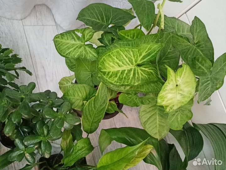 Цветы разные