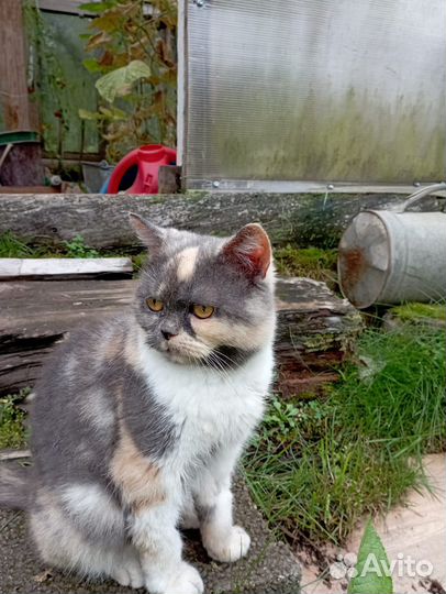 Британская кошка в дар