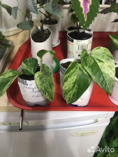 Эпипремнум марбл квин