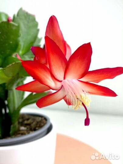 Декабрист шлюмбергера