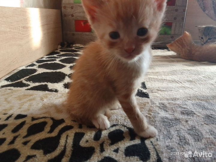 Самый милый котенок