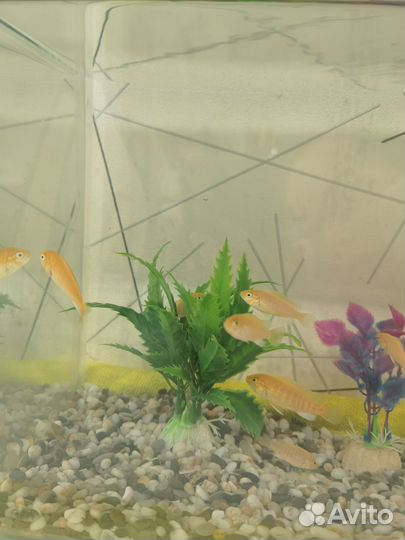 Аквариумные рыбки Цихлиды