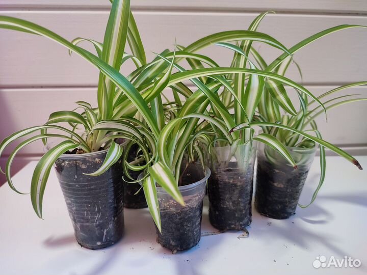 Сигнониум, Хлорофитум, Традесканция