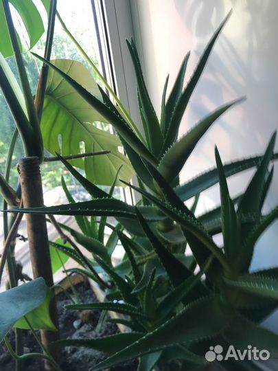 Алоэ лекарственное