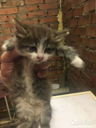 Котенок ищет дом. заберите с завода