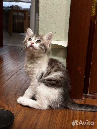 Котенок в добрые руки