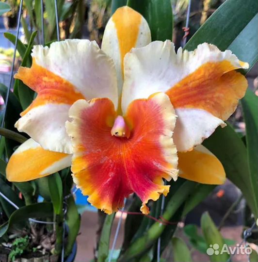 Сортовые каттлея