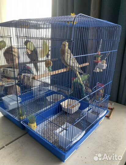 Попугай корелла с клеткой