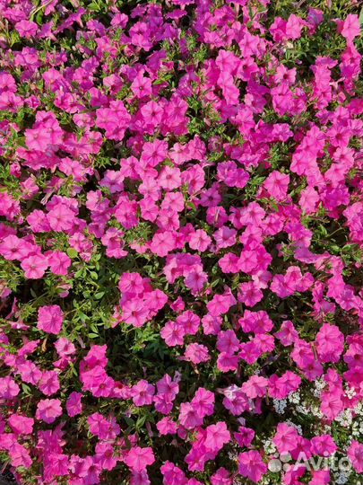 Supertunia Vista Bubblegum черенки