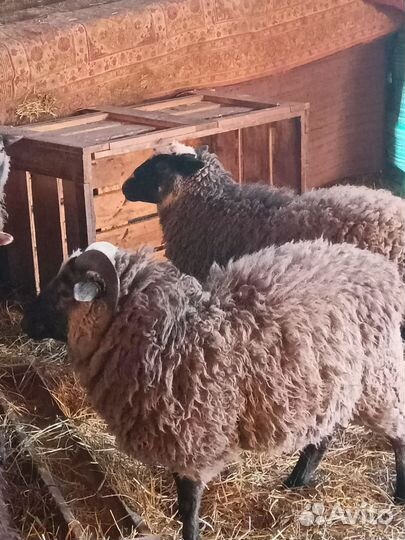 Овцы бараны ягнята