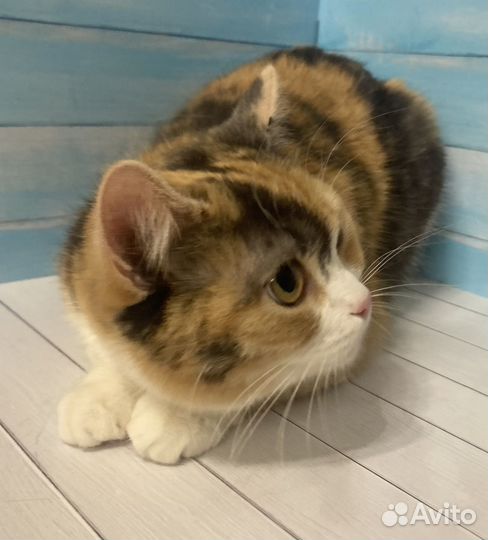 Кошечка плюшевая Майя