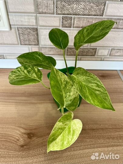 Сциндапсус /Эпипремнум укорененные отростки