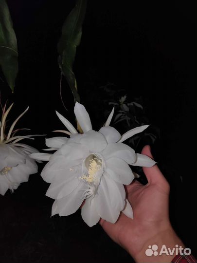 Эпифитные кактусы