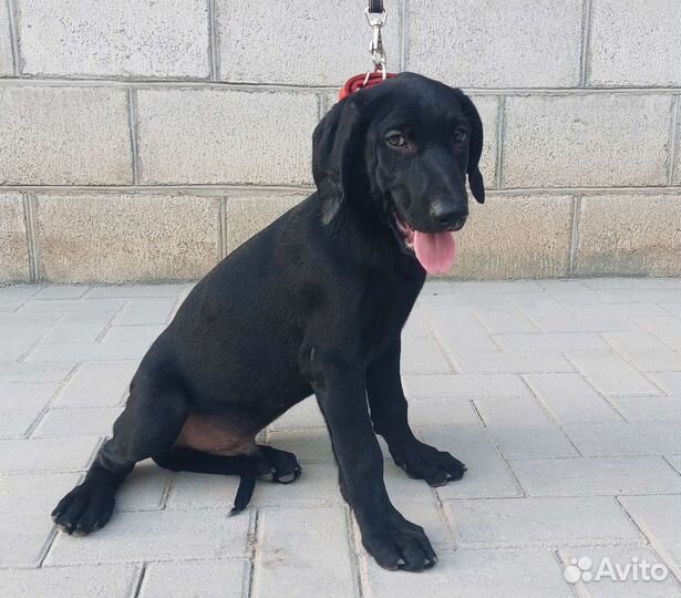 Щенки курцхаара