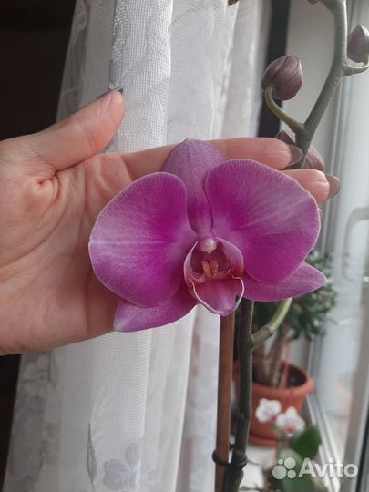 Орхидея фаленопсис детки