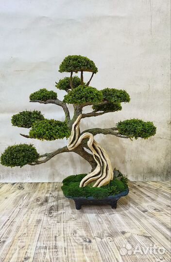 Дерево бонсай