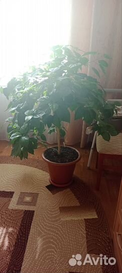 Гибискус китайская роза