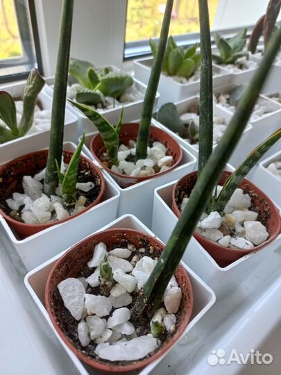 Сансевиерия цилиндрика