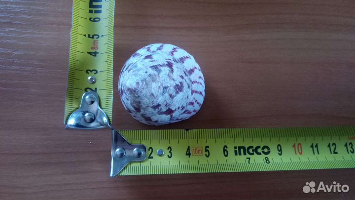 Морские ракушки раковины