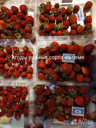 Семена садовой крупноплодной земляники(клубники)