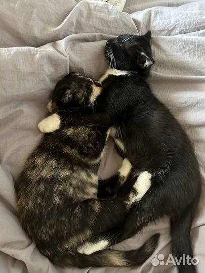 Котята