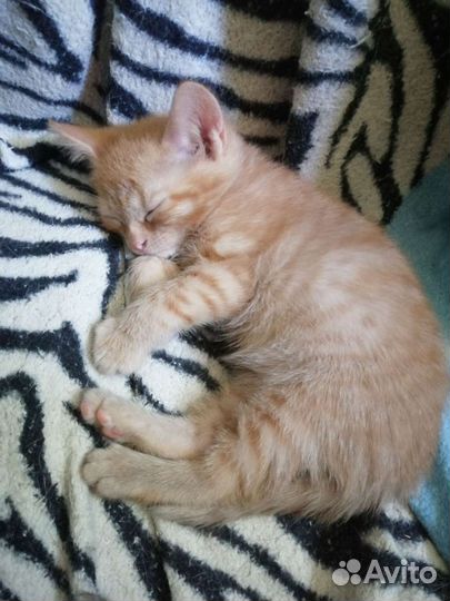 Кошка в дар