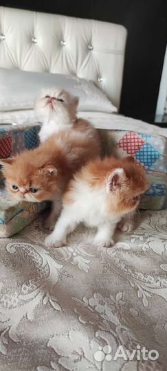 Персидская