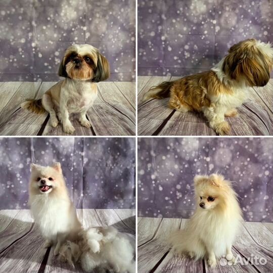 Груминг собак/кошек (стрижка/вычес/эксп-линька)