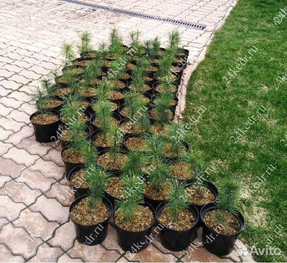 Саженцы сибирского кедра