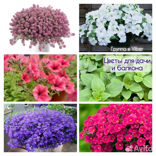 Петуния и др растения для дачи и балкона