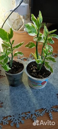 Педилантус