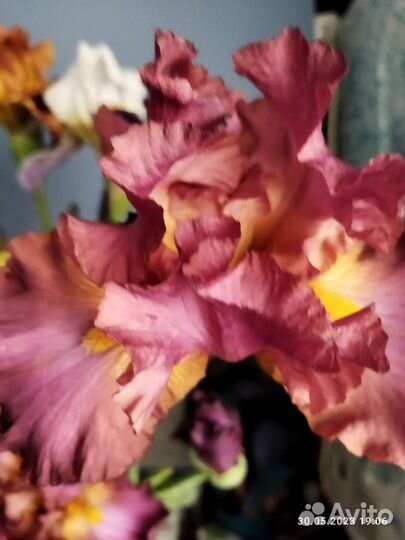 Цветы ирисы