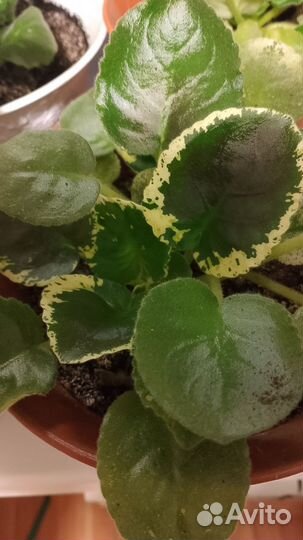 Фиалка Моховая фиолетовая